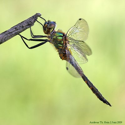 Gefleckte Smaragdlibelle Somatochlora flavomaculata male 