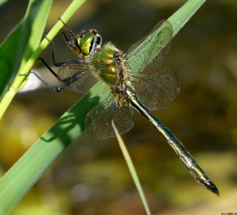 Somatochlora metallica