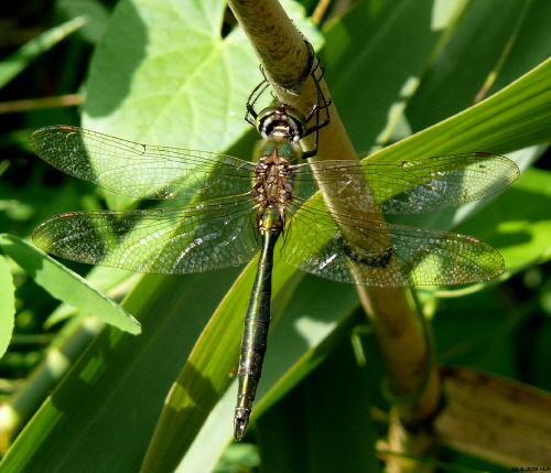 Male, Linum 19.8.2008