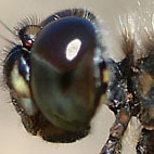 Schwarze Heidelibelle (Sympetrum danae)