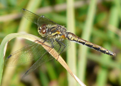 female