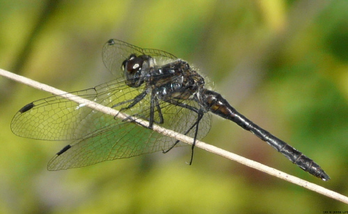 male