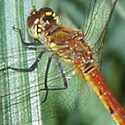 Sumpf-Heidelibelle (Sympetrum depressiusculum)