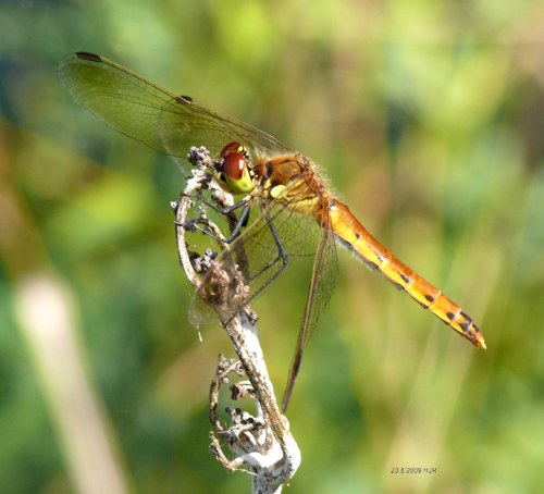 female