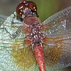 Gefleckte Heidelibelle (Sympetrum flaveolum)