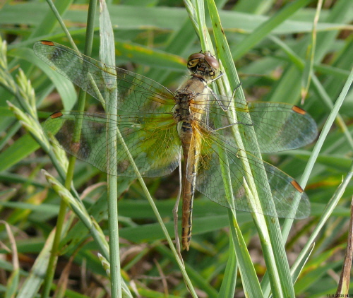 female