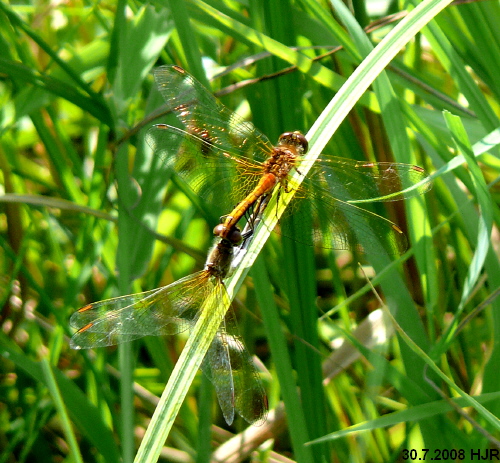 copula