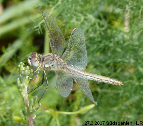 female