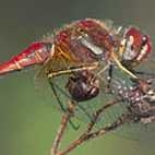 sympetrum fonscolombii