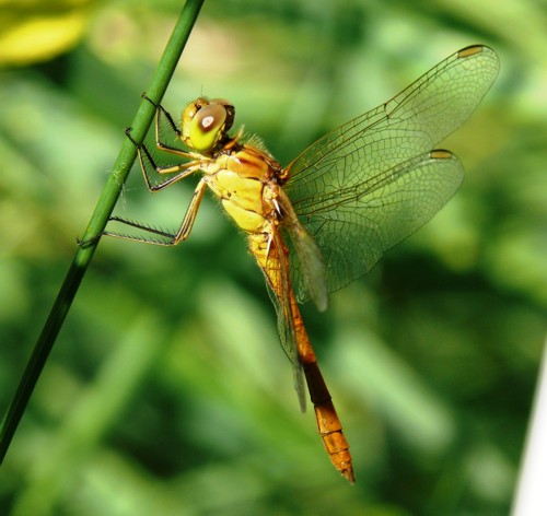 Sympetrum meridionale Sdliche Heidelibelle