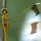 Gebänderte Heidelibelle (Sympetrum pedemontanum)