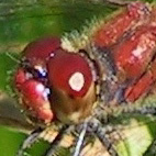 Blutrote Heidelibelle (Sympetrum sanguineum)