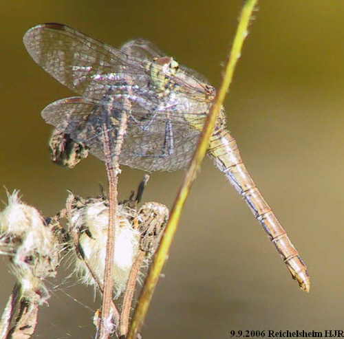 female