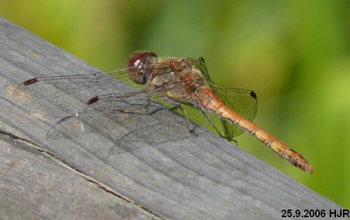 male