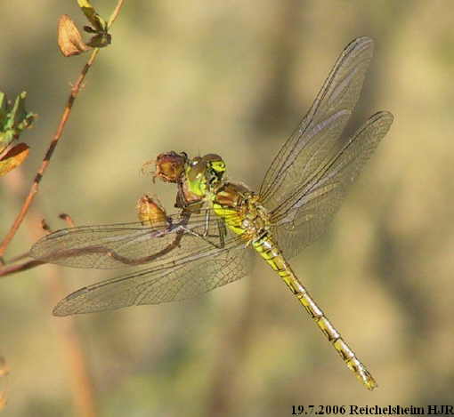 young female