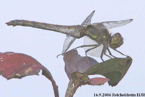 female