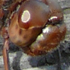 sympetrum vulgatum