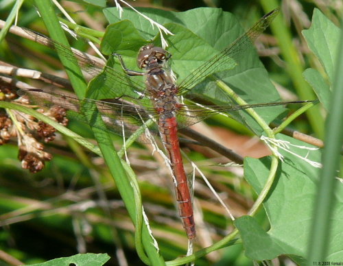 old female unusual red