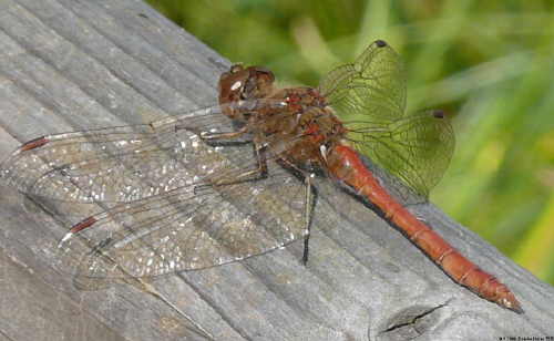 male