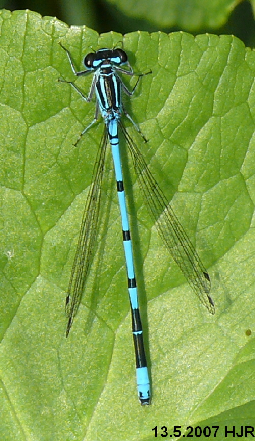 male