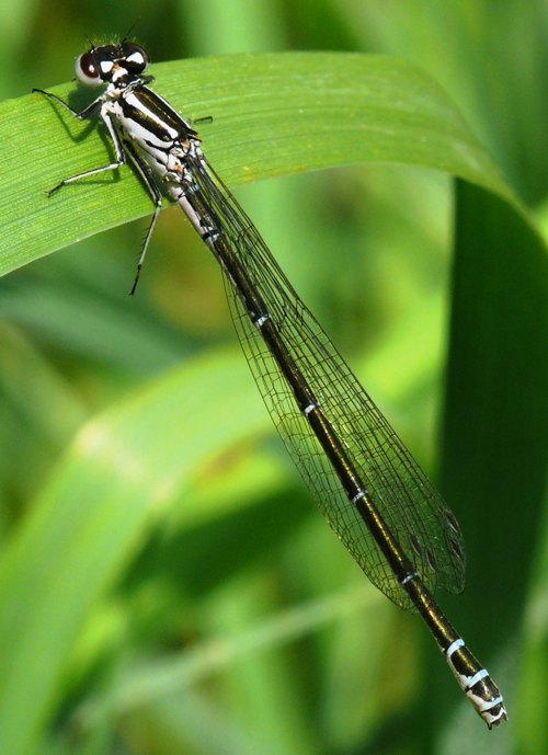 Coenagrion puella female