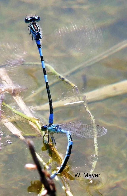 Coenagrion scitulum Gabel-Azurjungfer