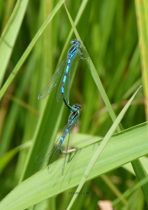 Coenagrion scitulum Gabel-Azurjungfer couple