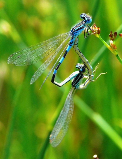 Coenagrion scitulum Gabel- Azurjungfer