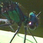 calopteryx splendens