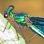 calopteryx virgo