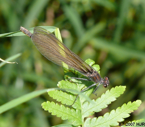 female