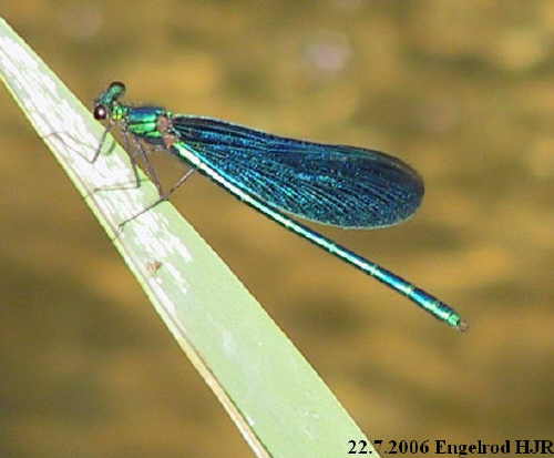 male