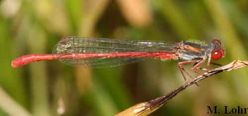 Male