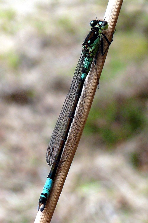 Coenagrion armatum Hauben-Azurjungfer