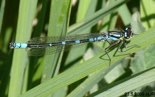 male