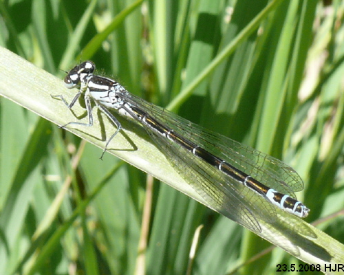 female