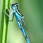 coenagrion ornatum