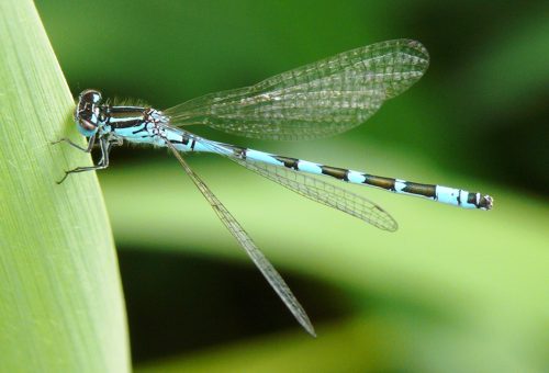 Coenagrion ornatum Vogel-Azurjungfer male