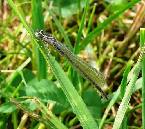 Coenagrion ornatum Vogel-Azurjungfer fresh male