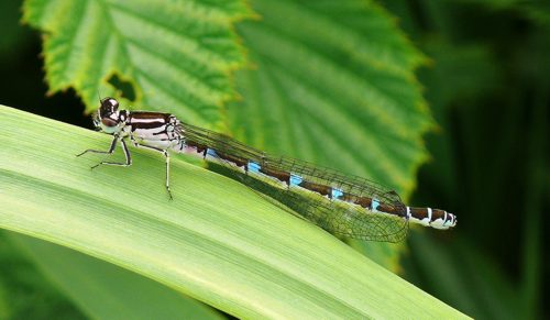 Coenagrion ornatum Vogel-Azurjungfer young female