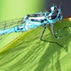 coenagrion puella