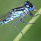 coenagrion pulchellum