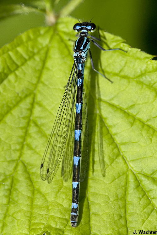 female