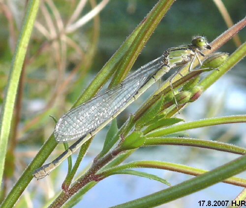 female