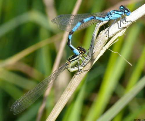 copula