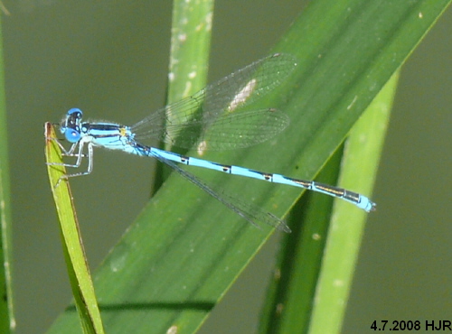 male