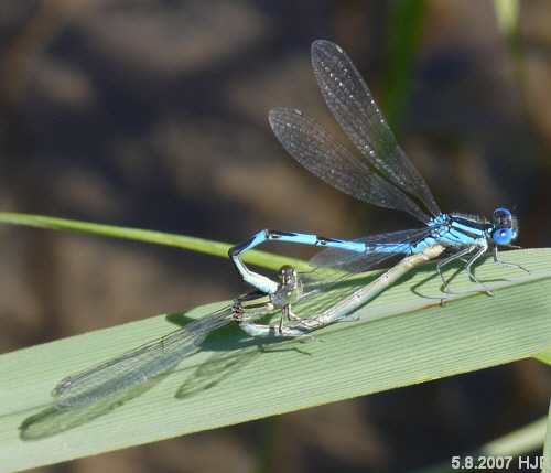 copula