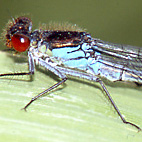 erythromma najas