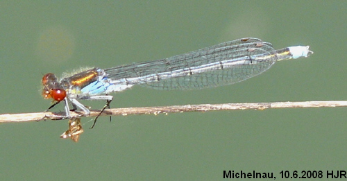 male