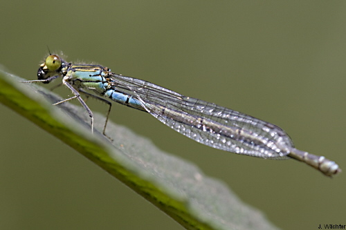 female